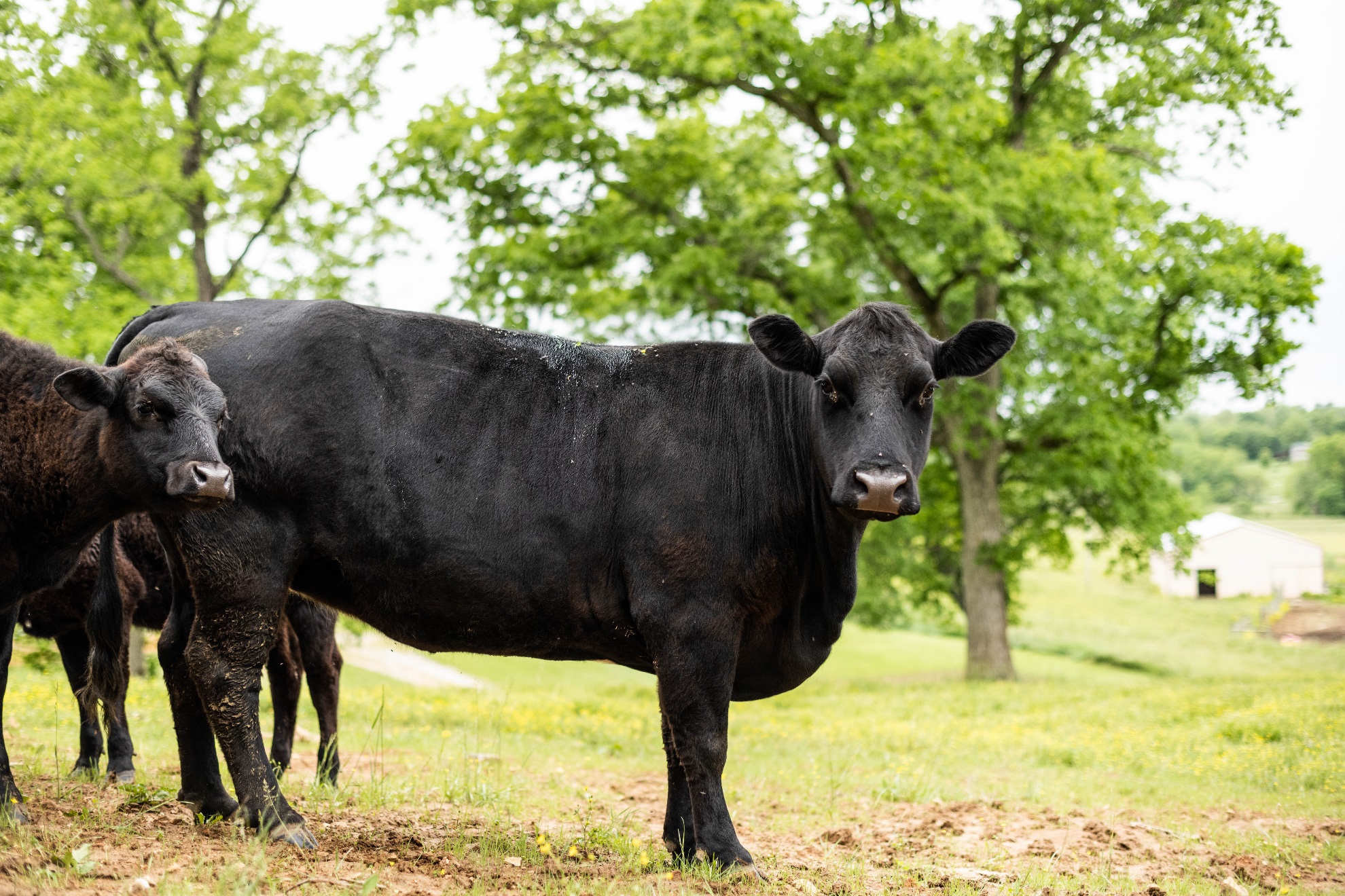 What’s ahead for the cattle industry? - Farm Credit Mid-America