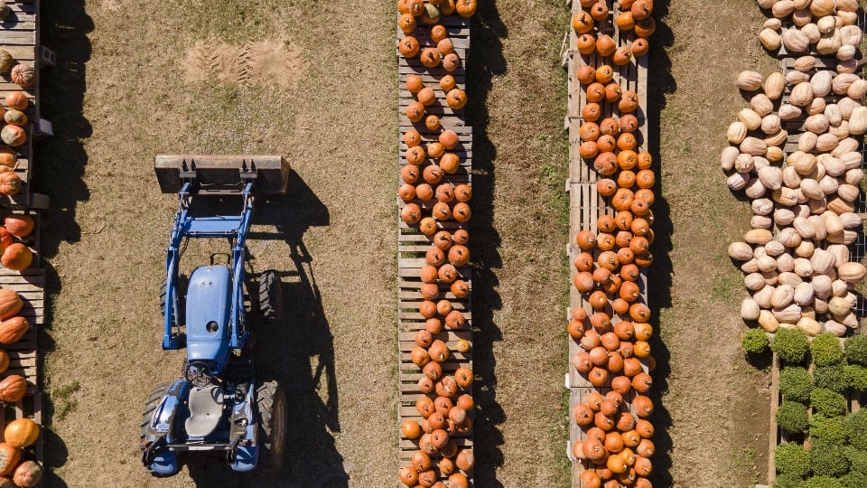 Aerial view of a tractor alongside rows of picked pumpkins.