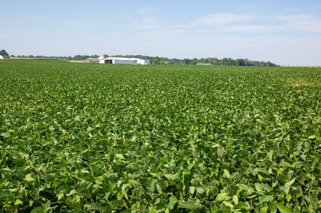 Soybean field