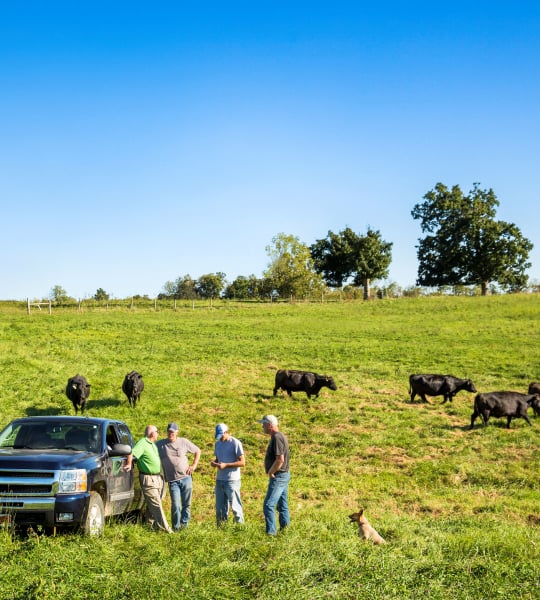 Four men standing against truck in field with black cows purchased with agricultural loans from Farm Credit Mid-America.