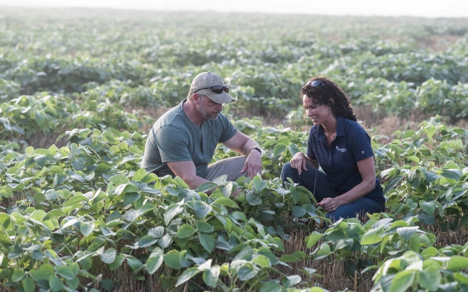 Green soybean field portected with crop insurance from Farm Credit Mid-America.