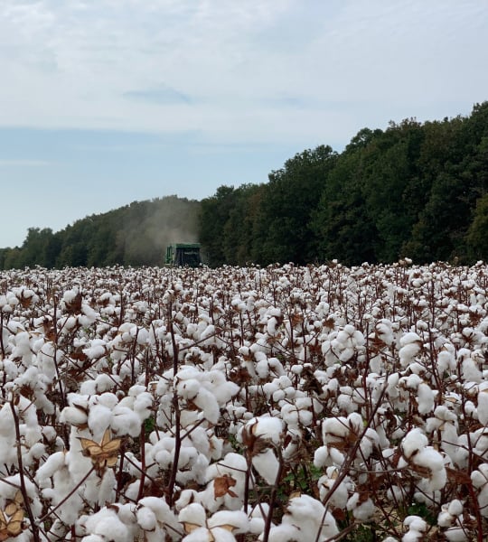 Cotton field protected by a Farm Credit Mid-America crop insurance policy.