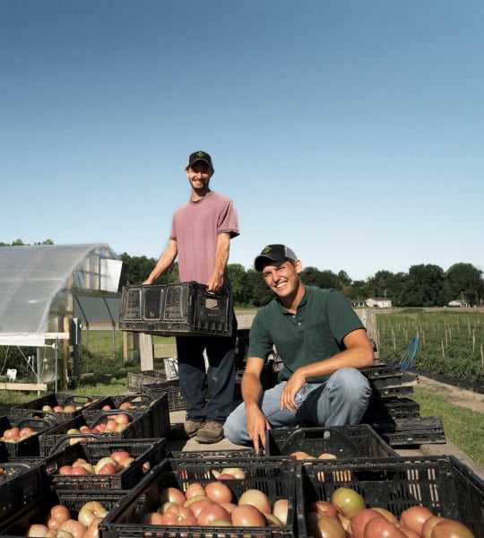 Brothers with crates of tomatoes