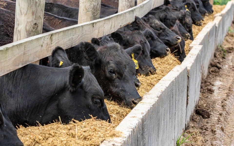 Cattle insured with a livestock insurance policy through Fram Credit Mid-America.