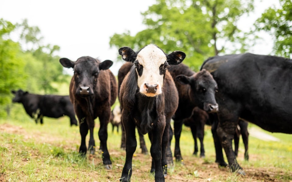 White faced calf with black cows in background.