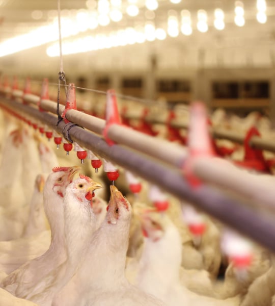 Breeder hens drink from a water line.