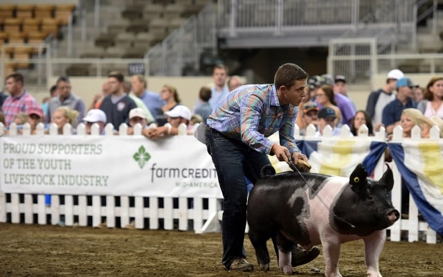 High schooler showing a pig.