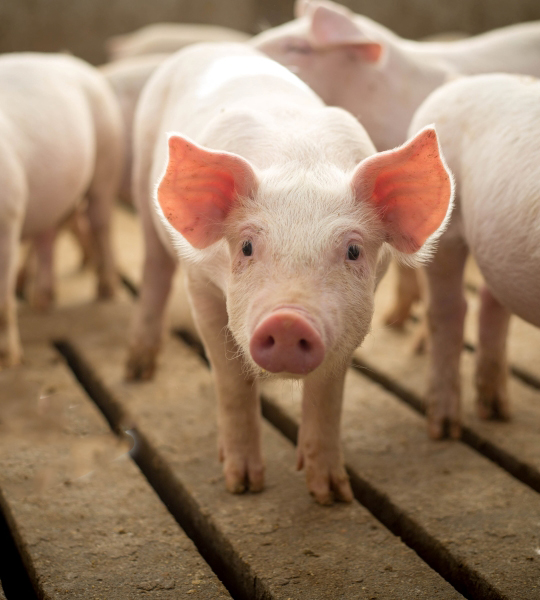 Pig standing on slats.